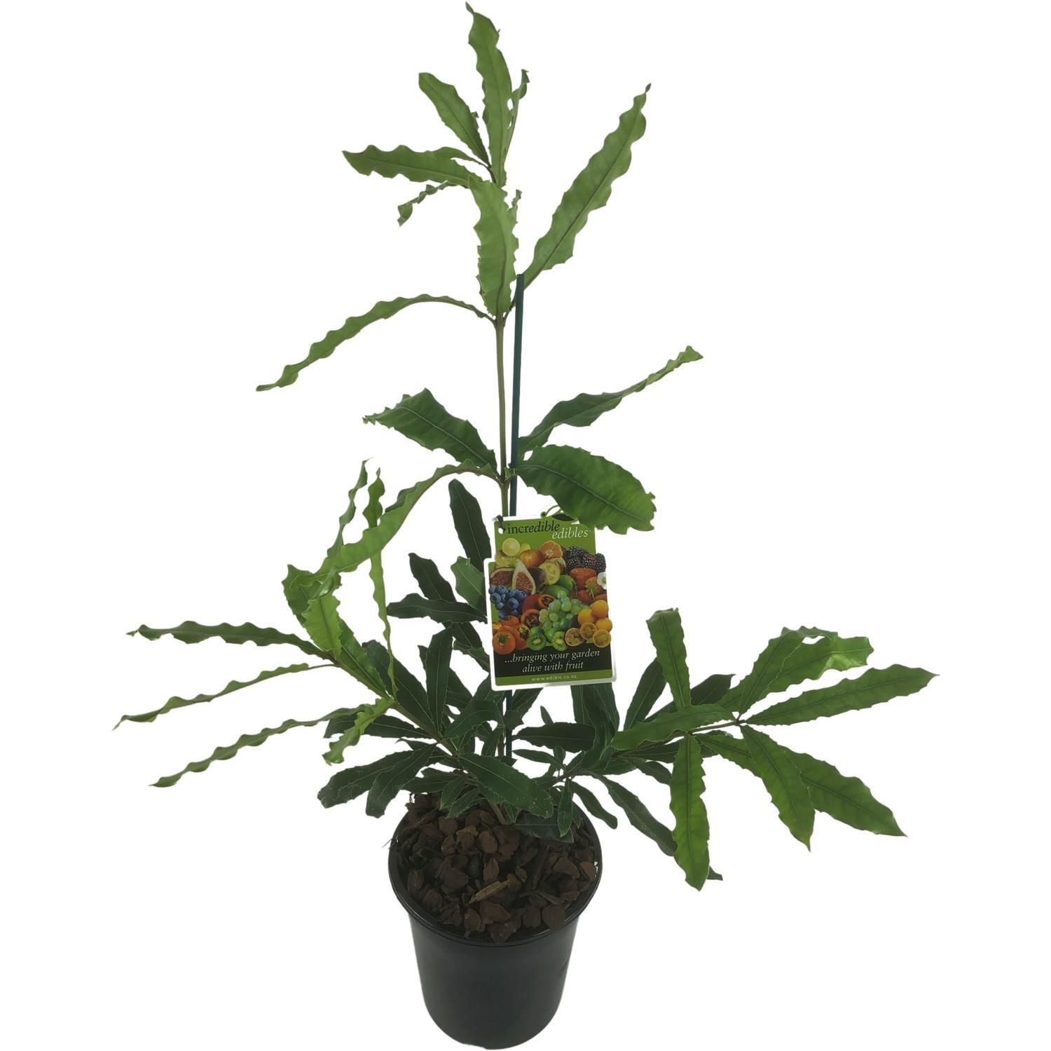 Macadamia Renown