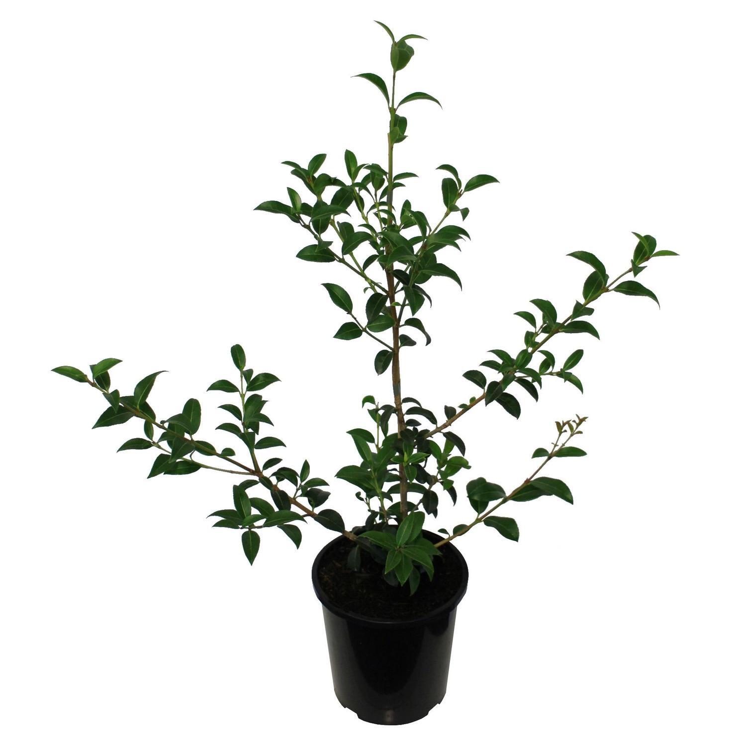 Osmanthus delavayi 2.5 litre