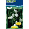 Daffodil Tazetta Snowflkes (Leucojyn)5 Pack