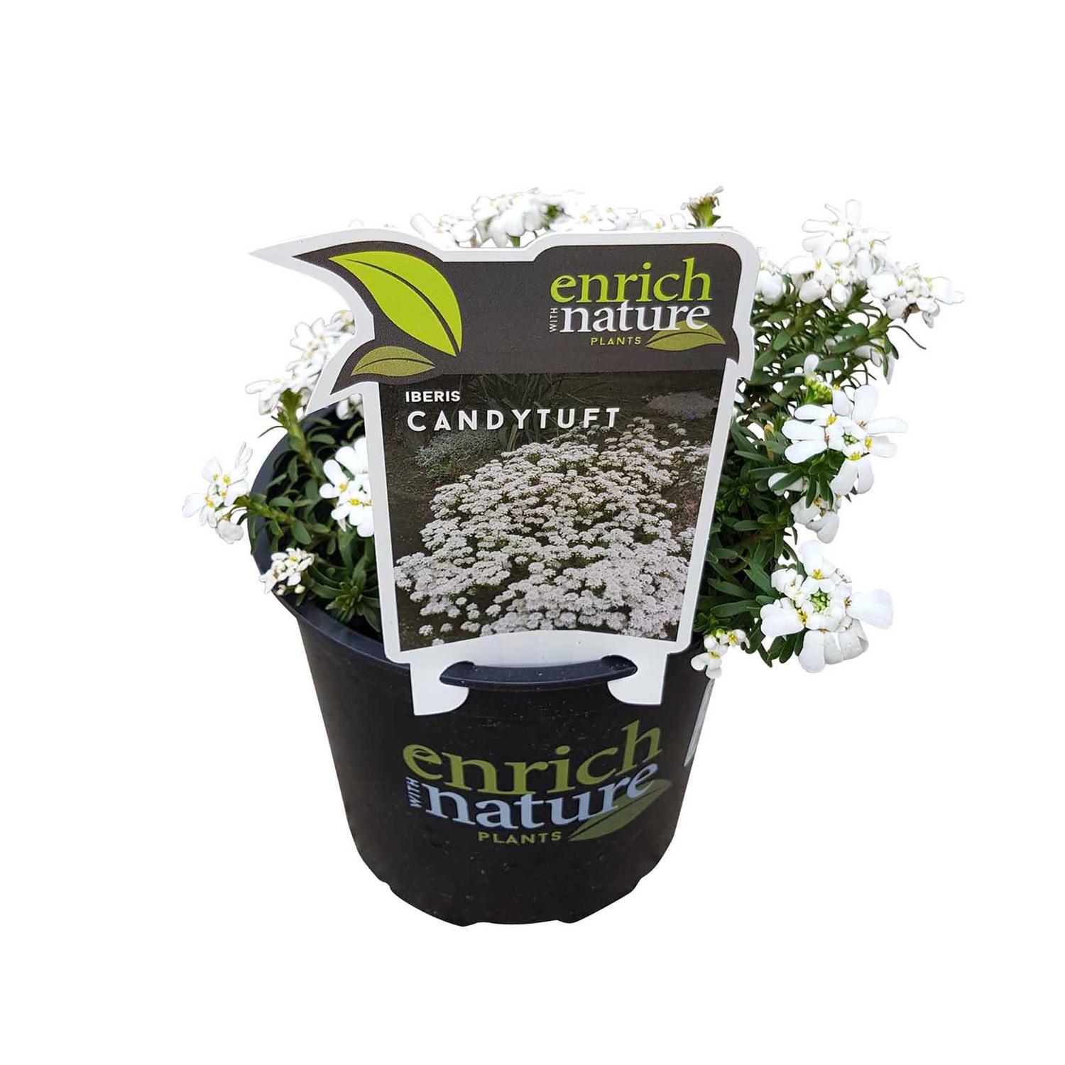 Iberris Candytuft