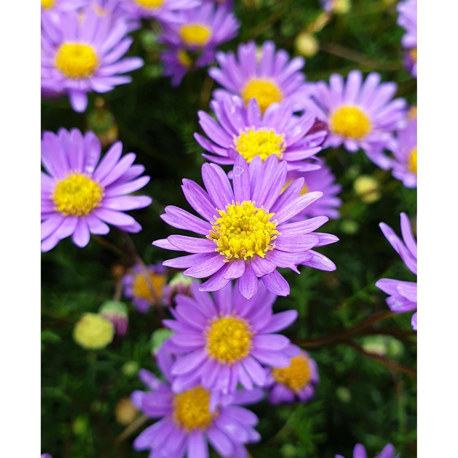 Brachyscome Amethyst
