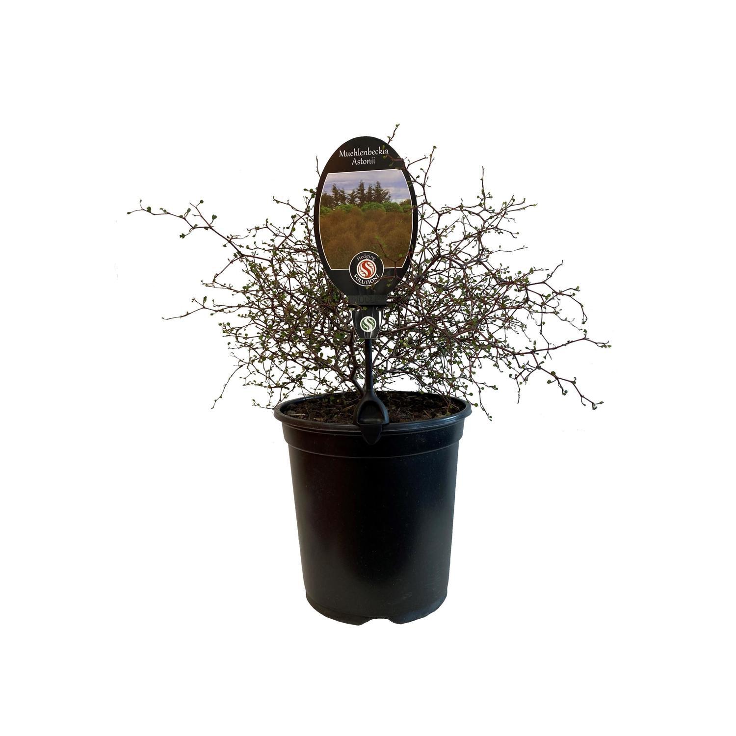 Muehlenbeckia Astonii
