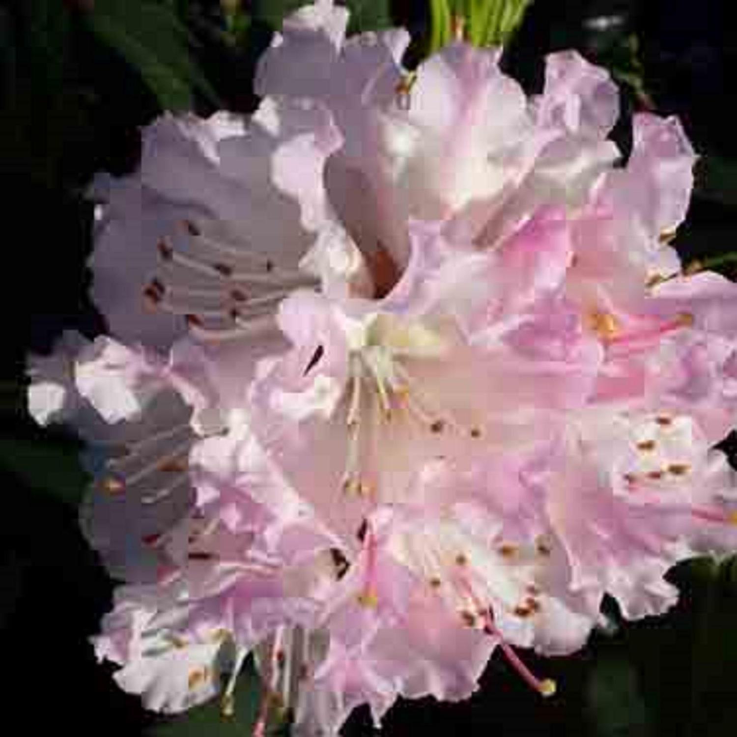 Rhododendron Christmas Cheer