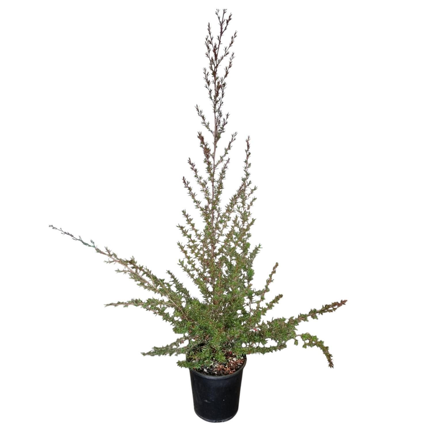 Leptospermum 'Tea Tree' Burgundy Queen 2L