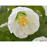 Abutilon Lucky Lantern