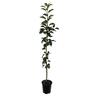 Apple Dwarf 'Prima' 4.7 litre