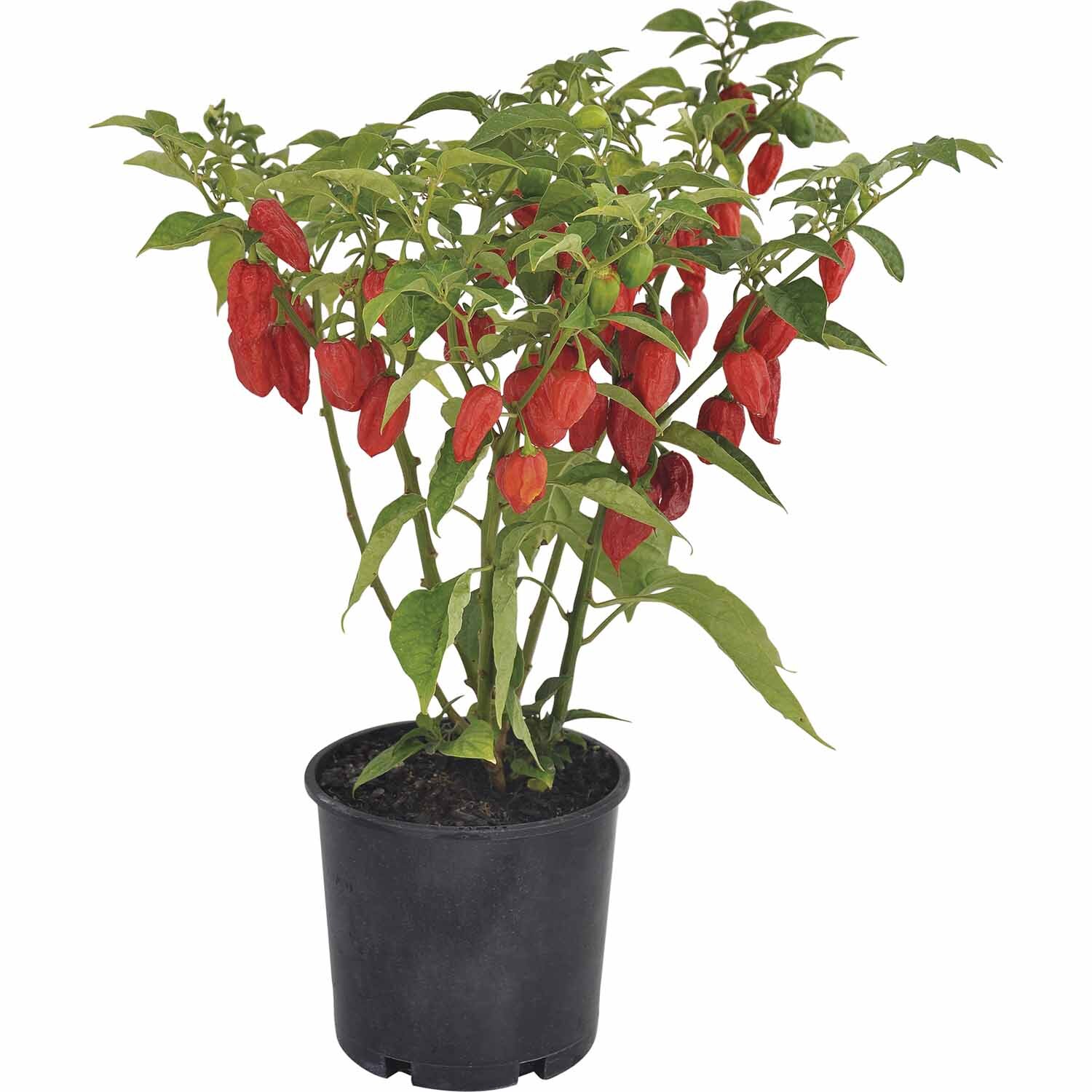 Chilli Assorted 2.5L