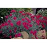 Dianthus Waterloo Sunset