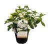 Hydrangea Runaway Bride 17cm