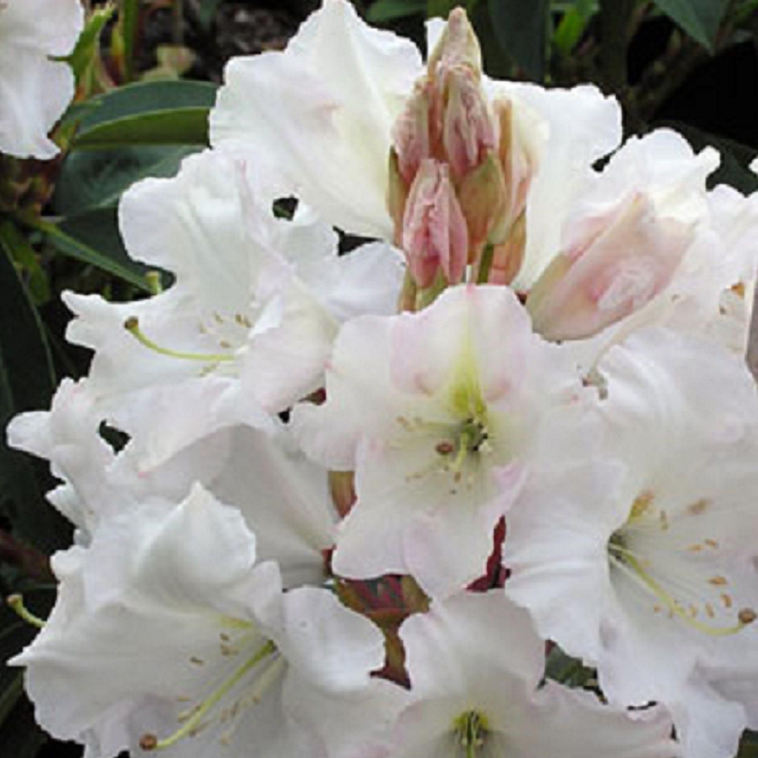 Rhododendron 'Jungfrau'