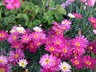 Federation Daisy Double Act