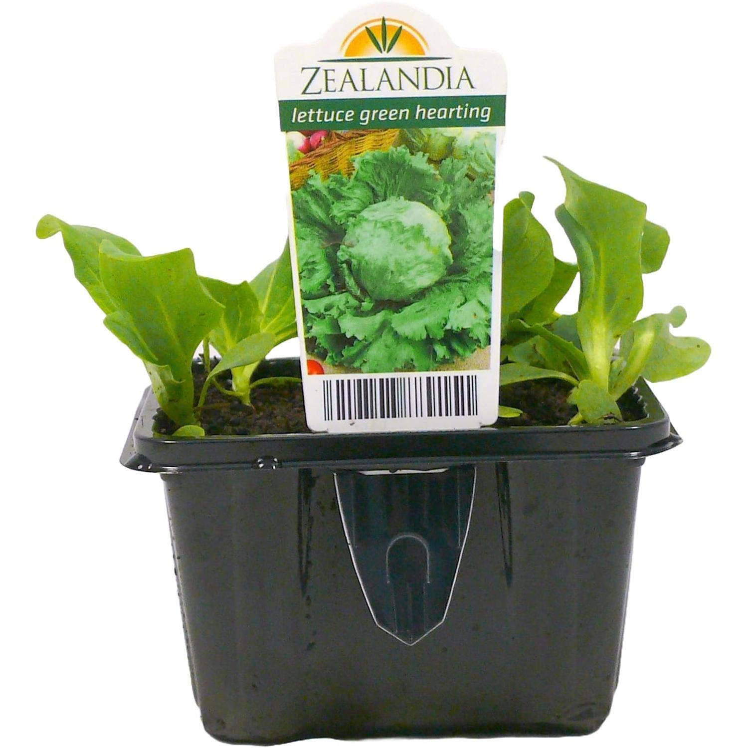 Lettuce Green Hearting 6 Cell Pack