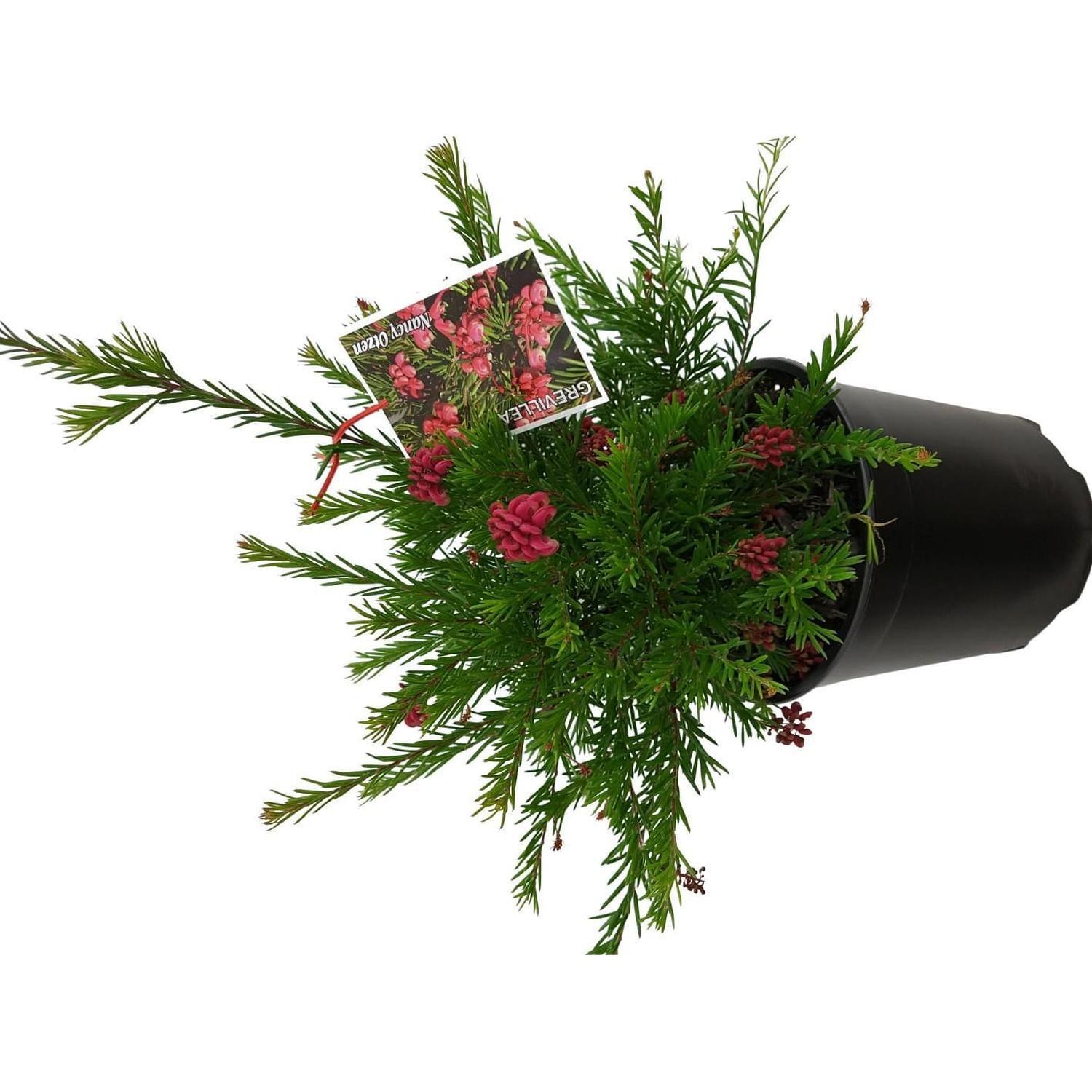 Grevillea Nancy Otzen