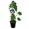 Abutilon Moon White 2.5 litre