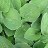 Hosta Bressingham Blue