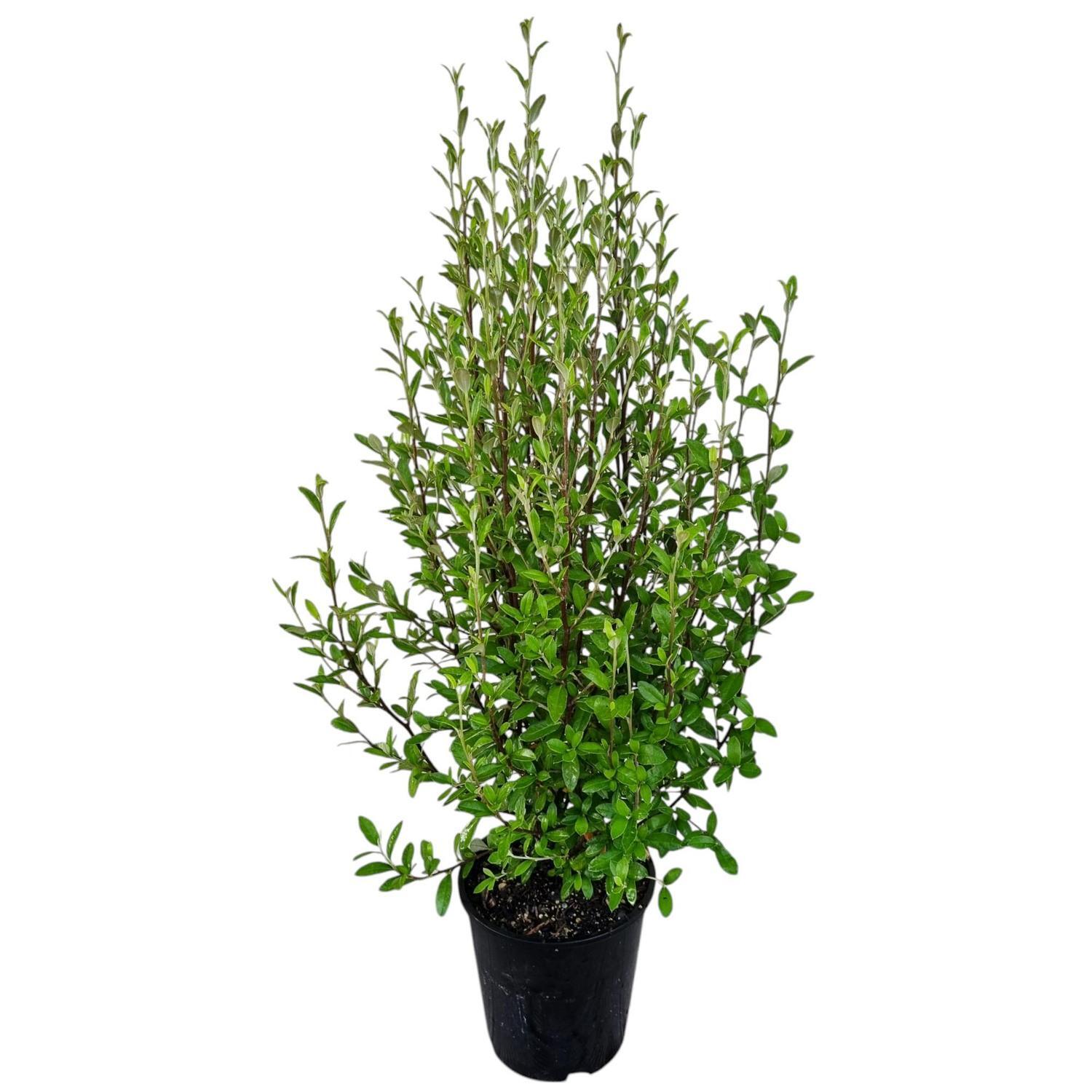 Corokia Geentys Green 3.3L