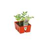 Tomato 'Sweet 100'