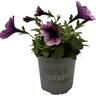 Petunia Durabloom