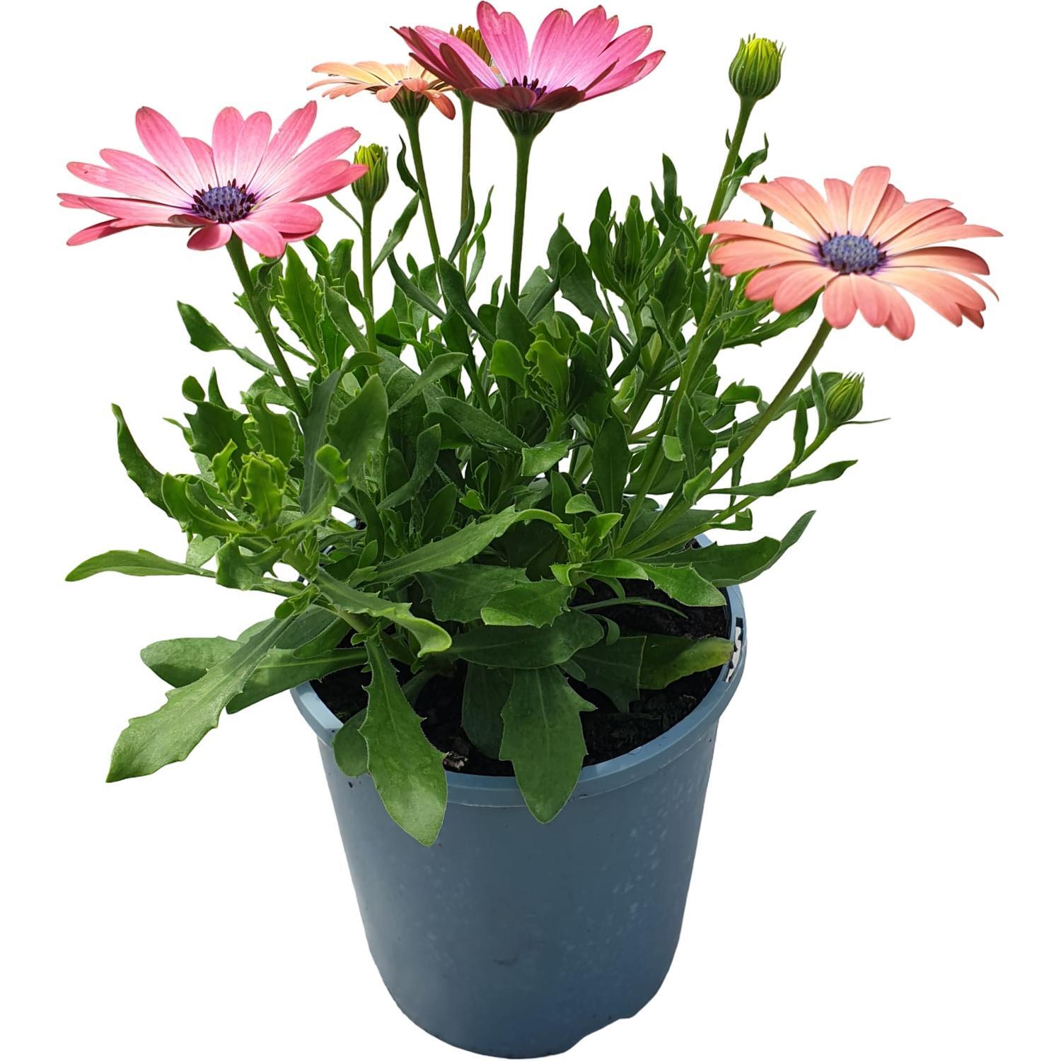 Osteospermum 14cm