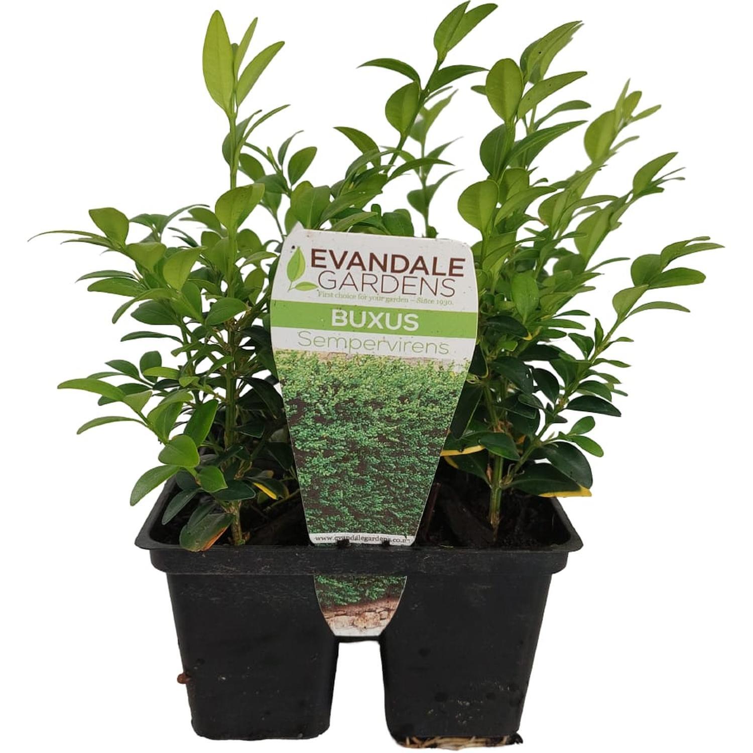 Buxus Sempervirens