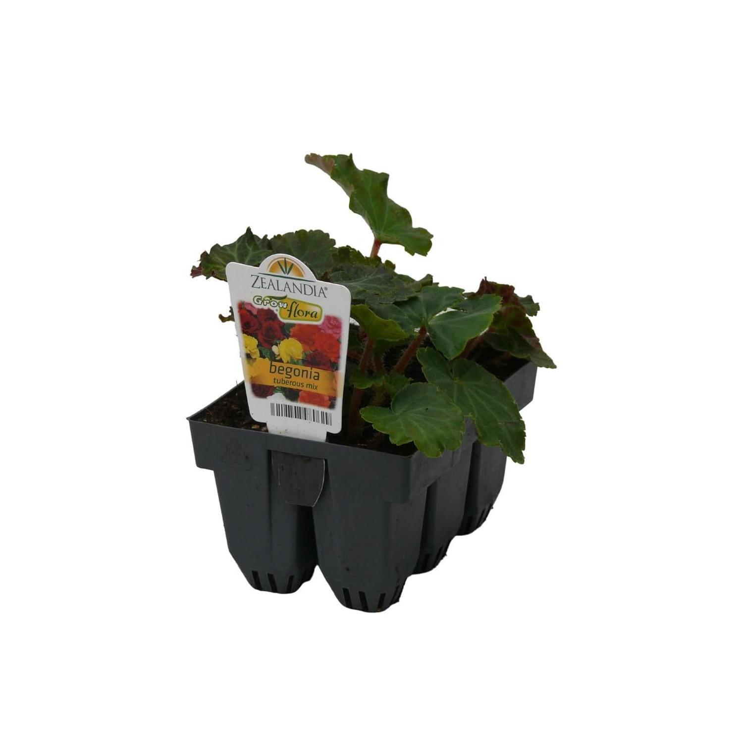Begonia Tuberous