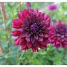 Dahlia Decorative 'Rip City"