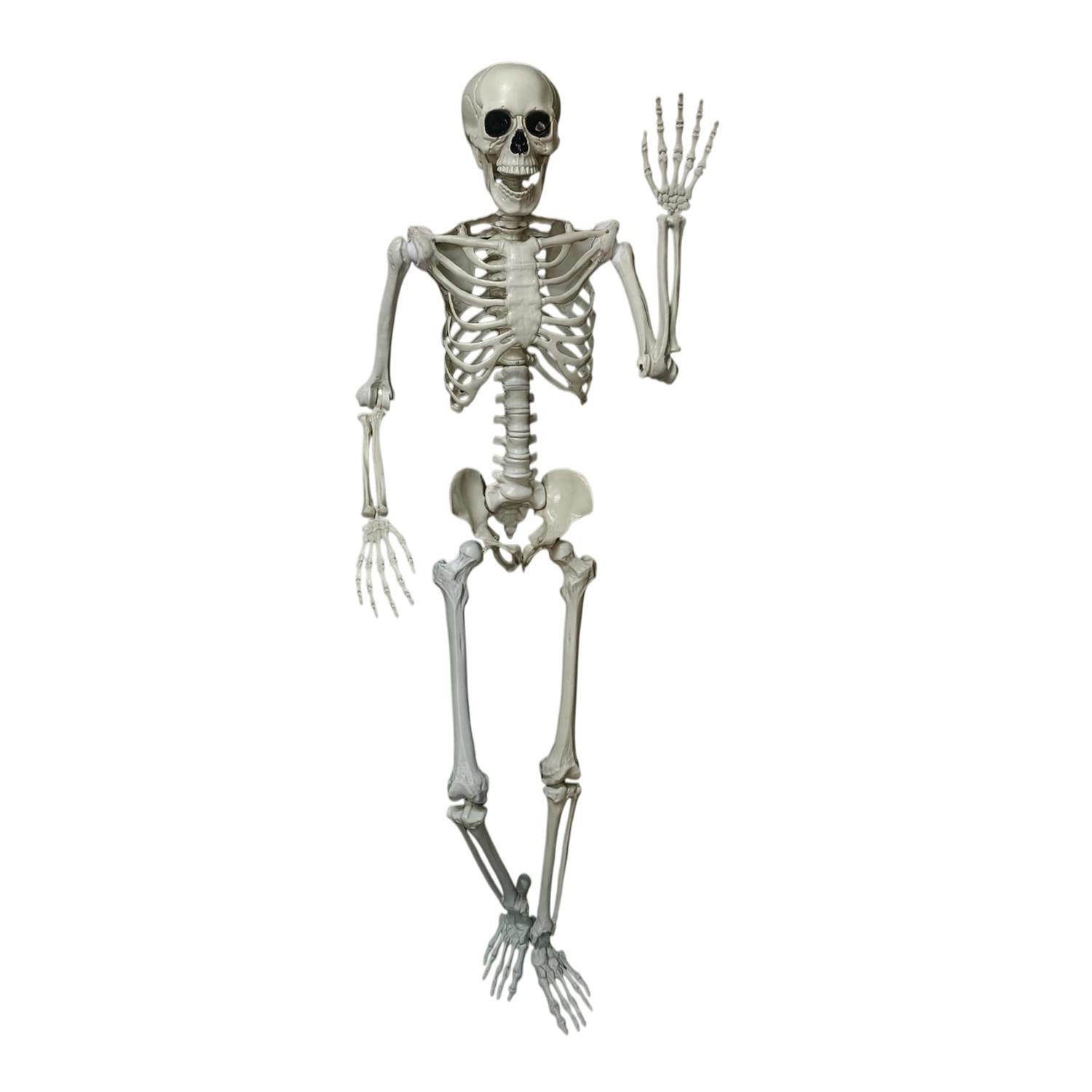 Halloween Posable Skeleton 152cm (5 Feet)