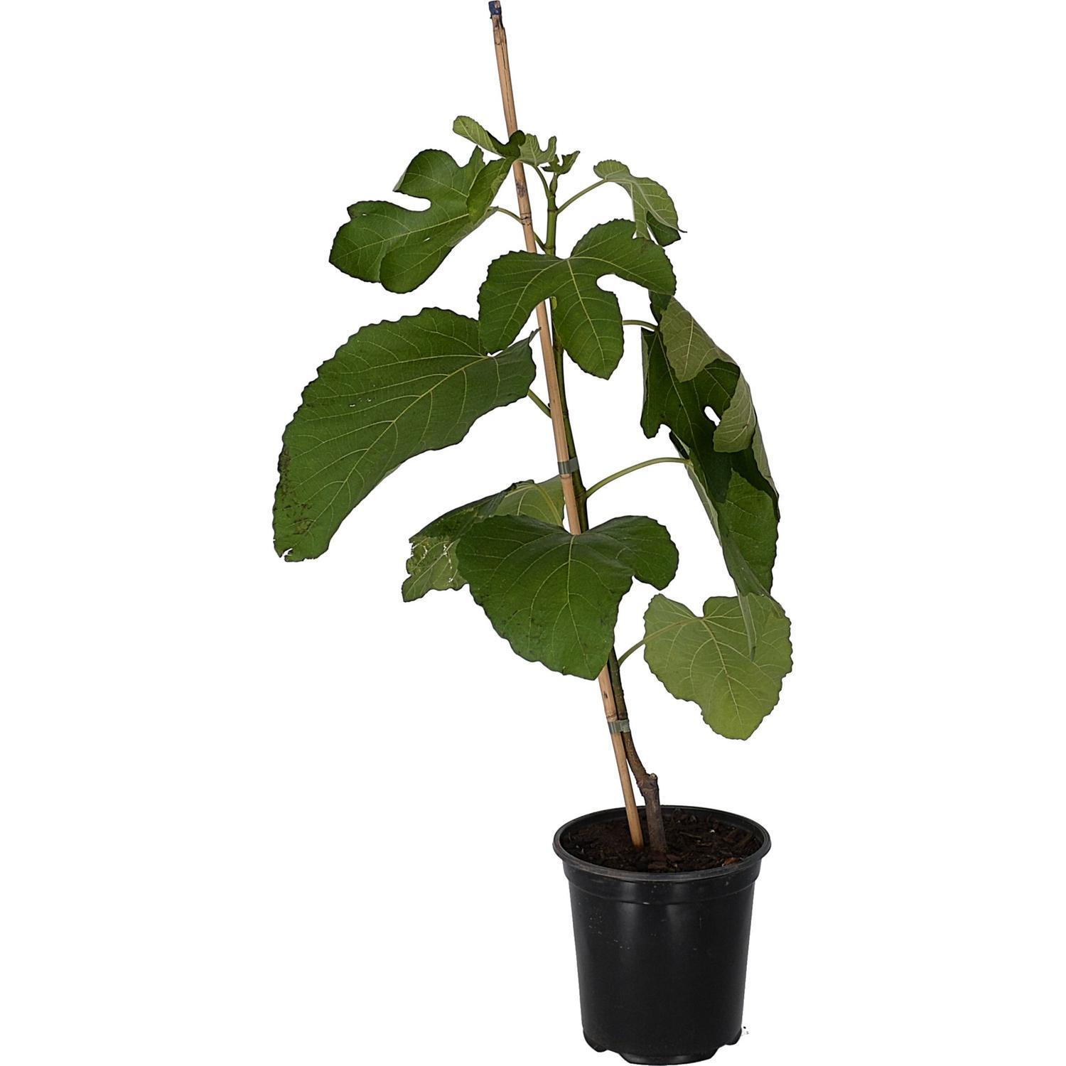 Fig French Sugar