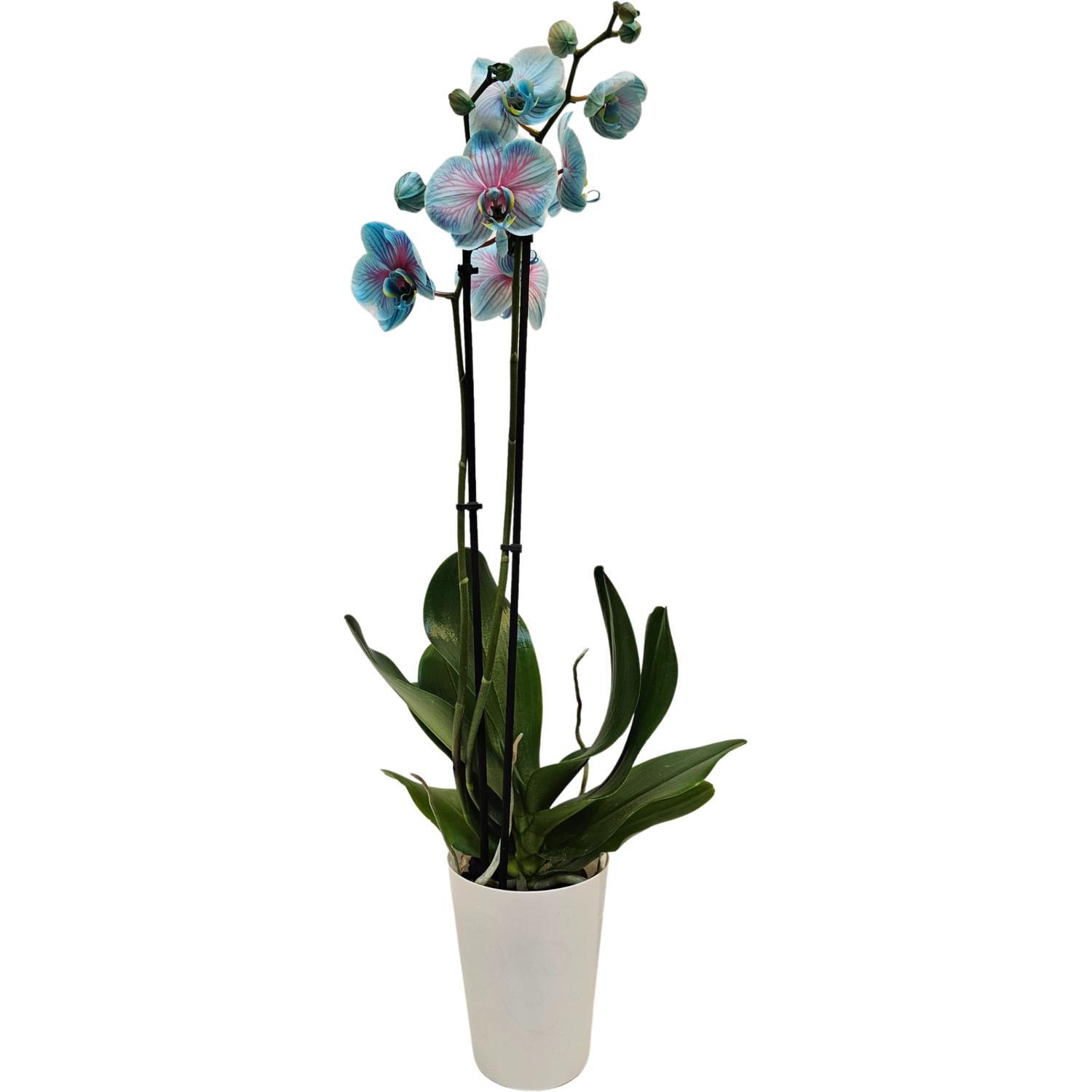 Watercolour Phalaenopsis Orchid Bubblegum Double Stem 12cm