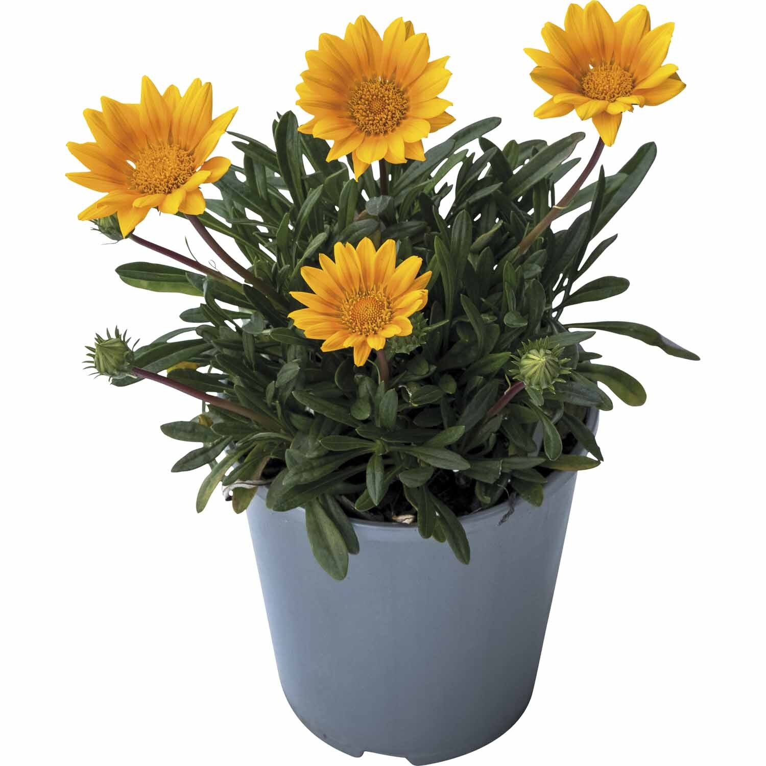 Gazania Zanya Orange