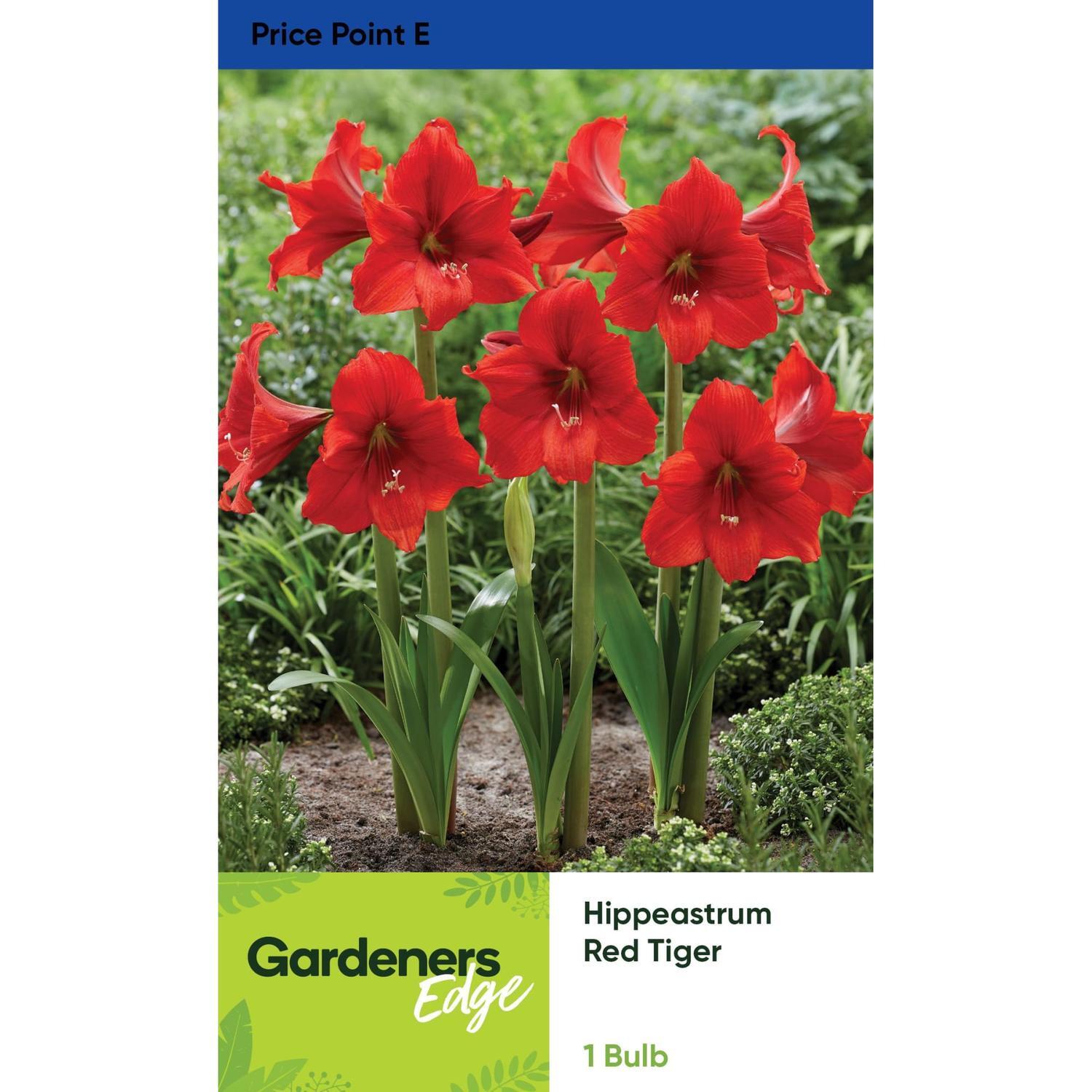 Amarylsis Hippeastrum Red Tiger 1 Pack