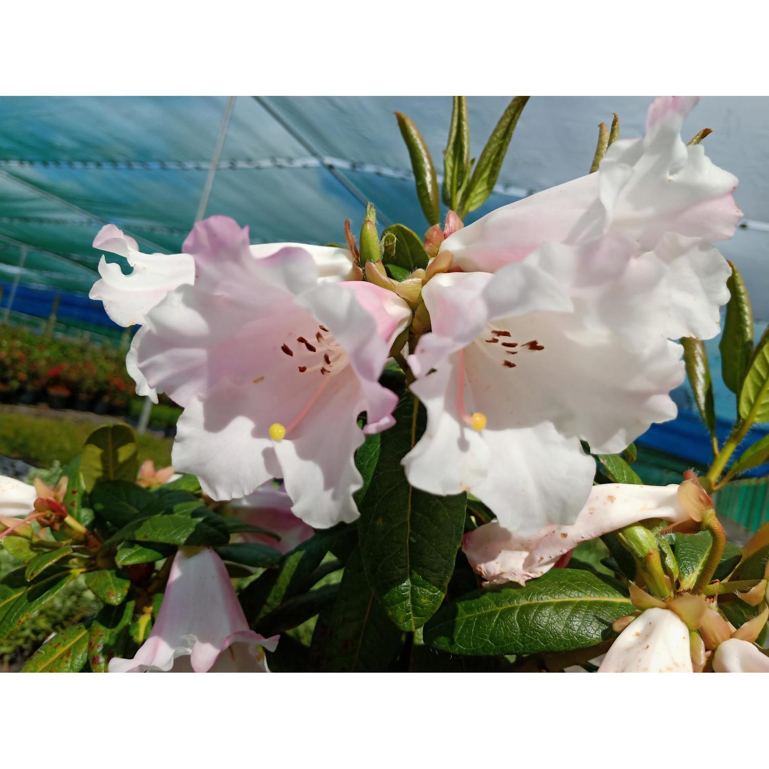 Rhododendron Countess Of Haddington