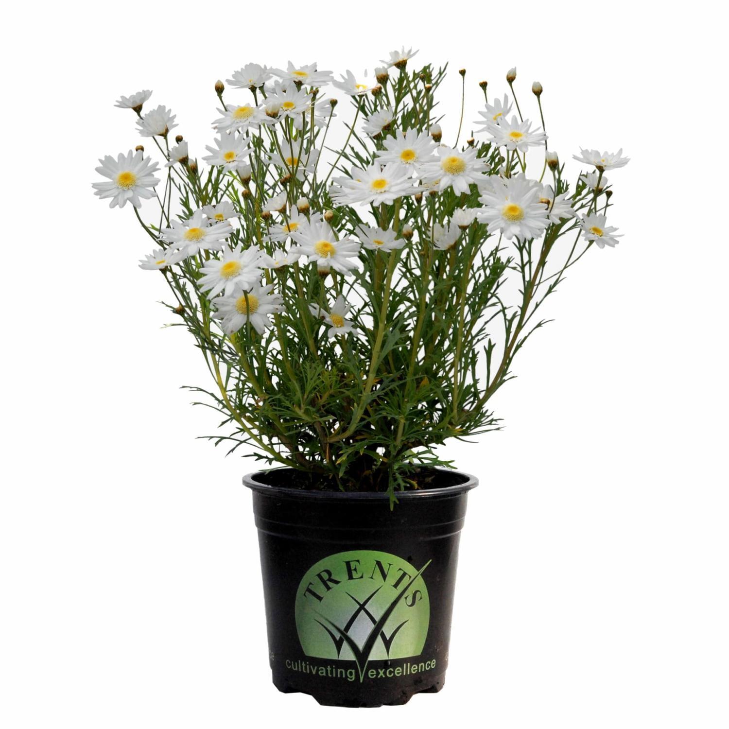 Federation Daisy Summer Angel