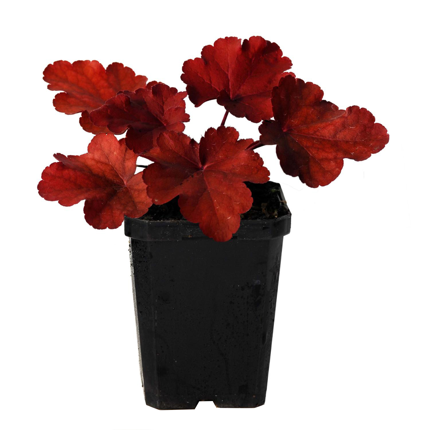 Heuchera Fire Alarm