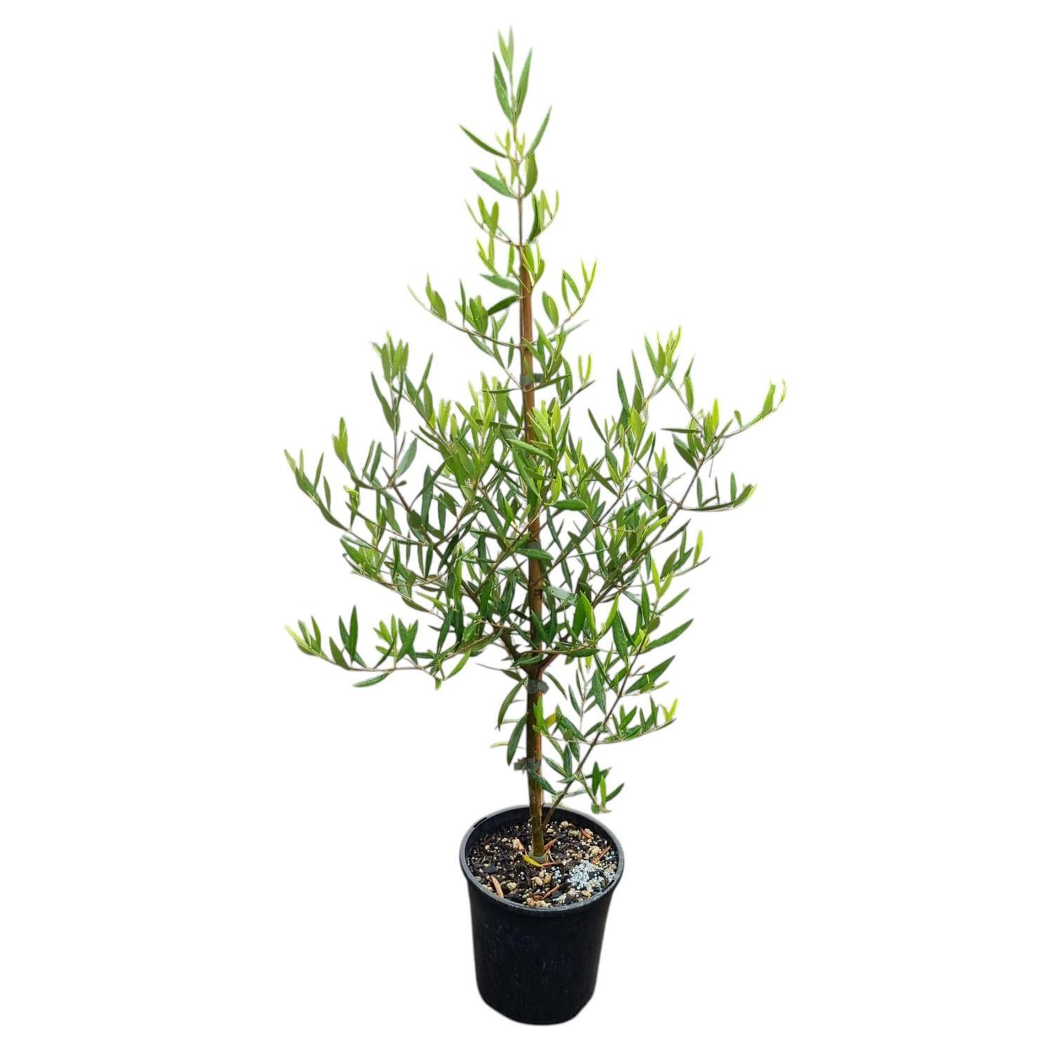 Olea 'Olive' El Greco 4L