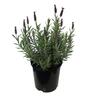 Lavender 'Major' 2.5 litre