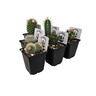 Assorted Cacti Varities