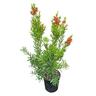 Callistemon Red Cluster 4L