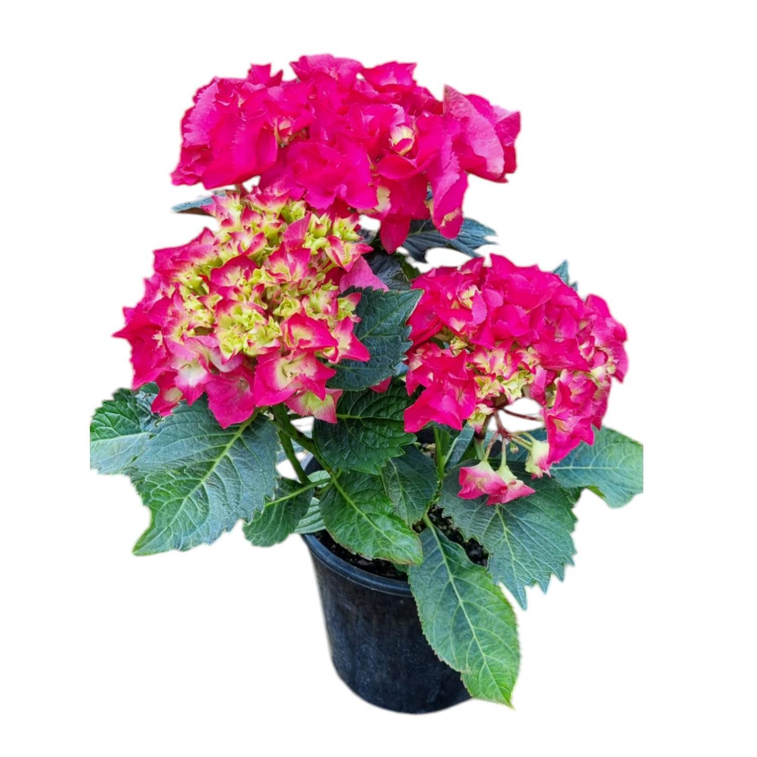 Hydrangea Paris Red 4L