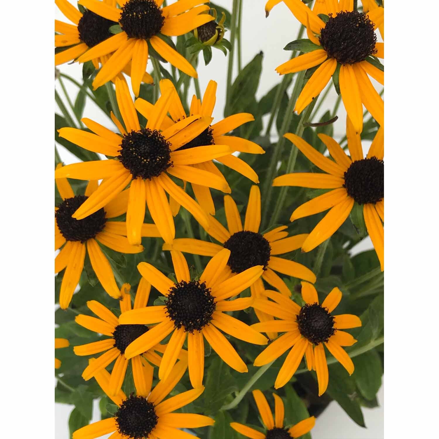 Rudbeckia Little Gold Star