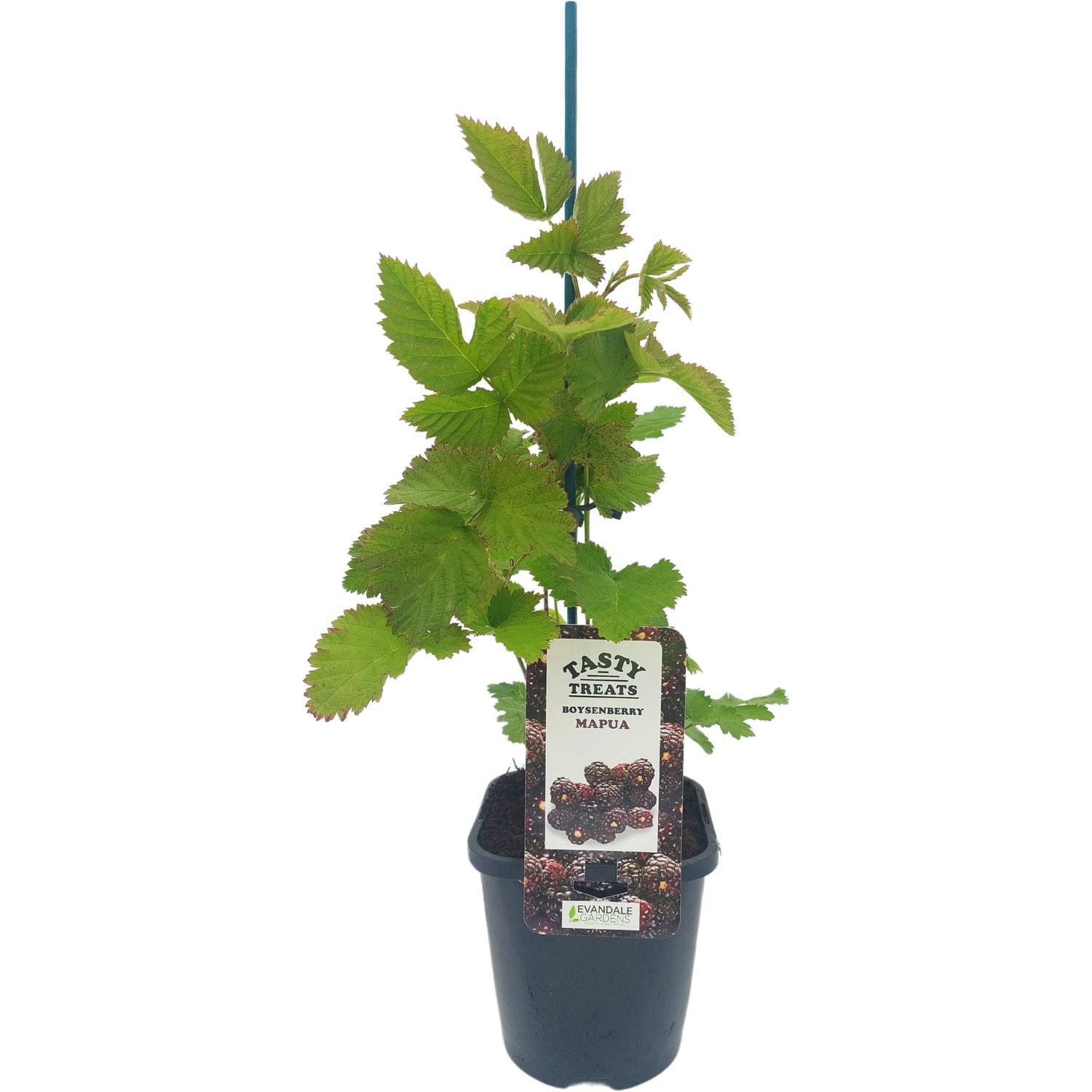 Boysenberry Mapua