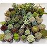 Succulents 10cm