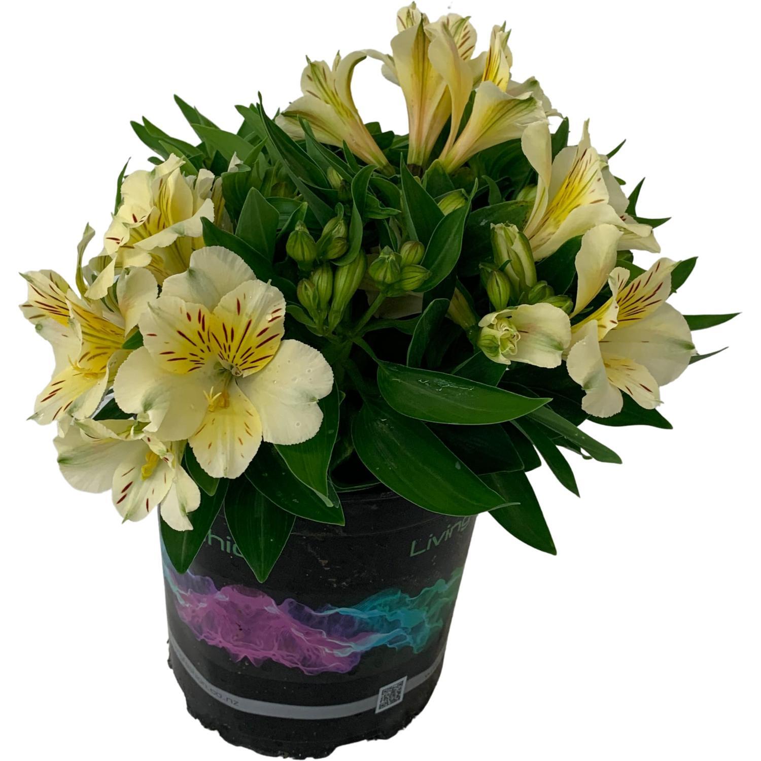 Alstroemeria Inca Lemon Drop
