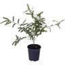 Sophora Teptraptera 2 Litre Creative Natives