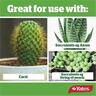 Potting Mix Cacti And Succulent