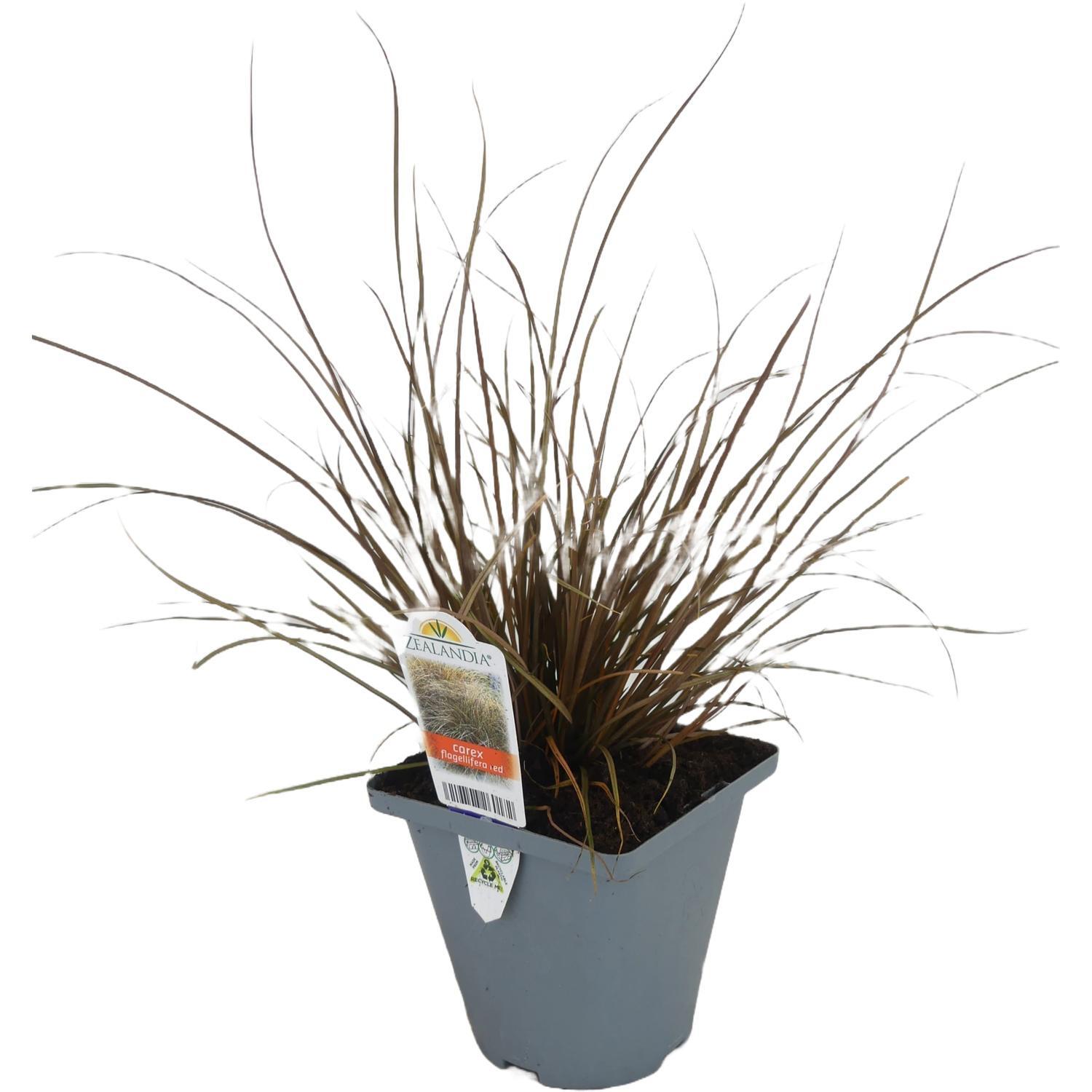 Carex Flagellifera