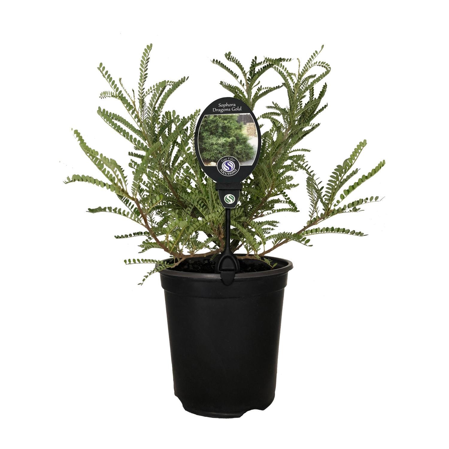 Sophora Dragons Gold