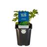Lovage