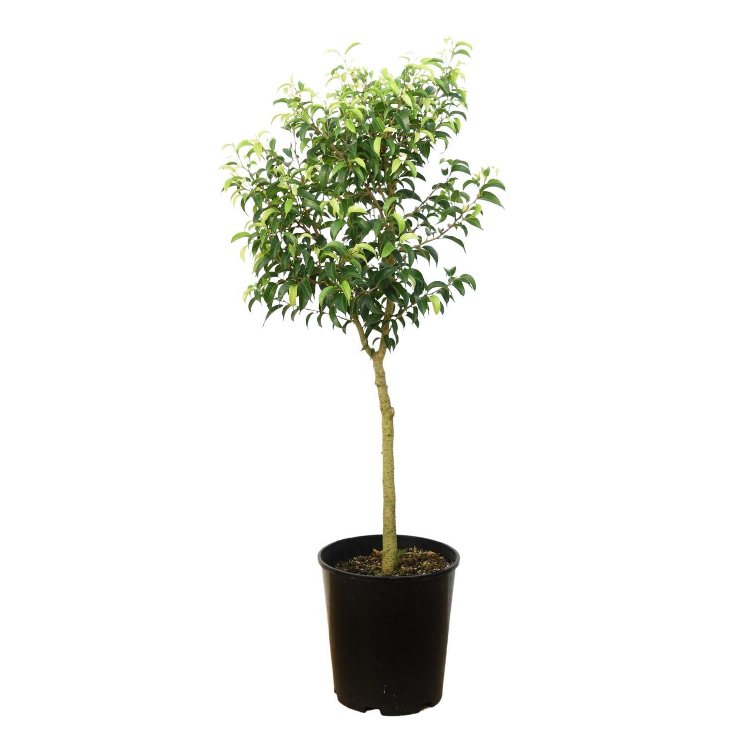 Ficus Standard 20cm