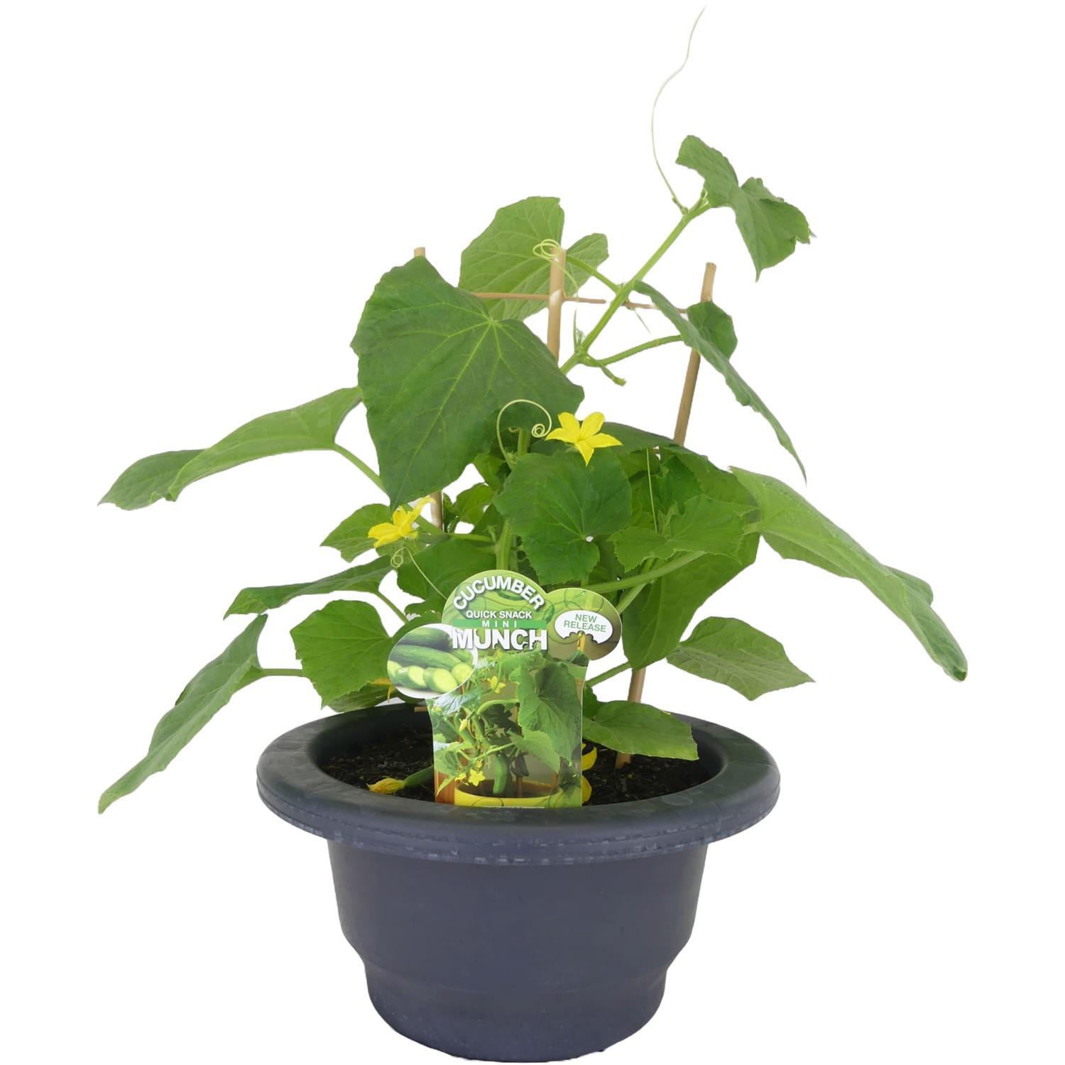 Cucumber Quick Snack Mini Munch 30cm Patio Planter